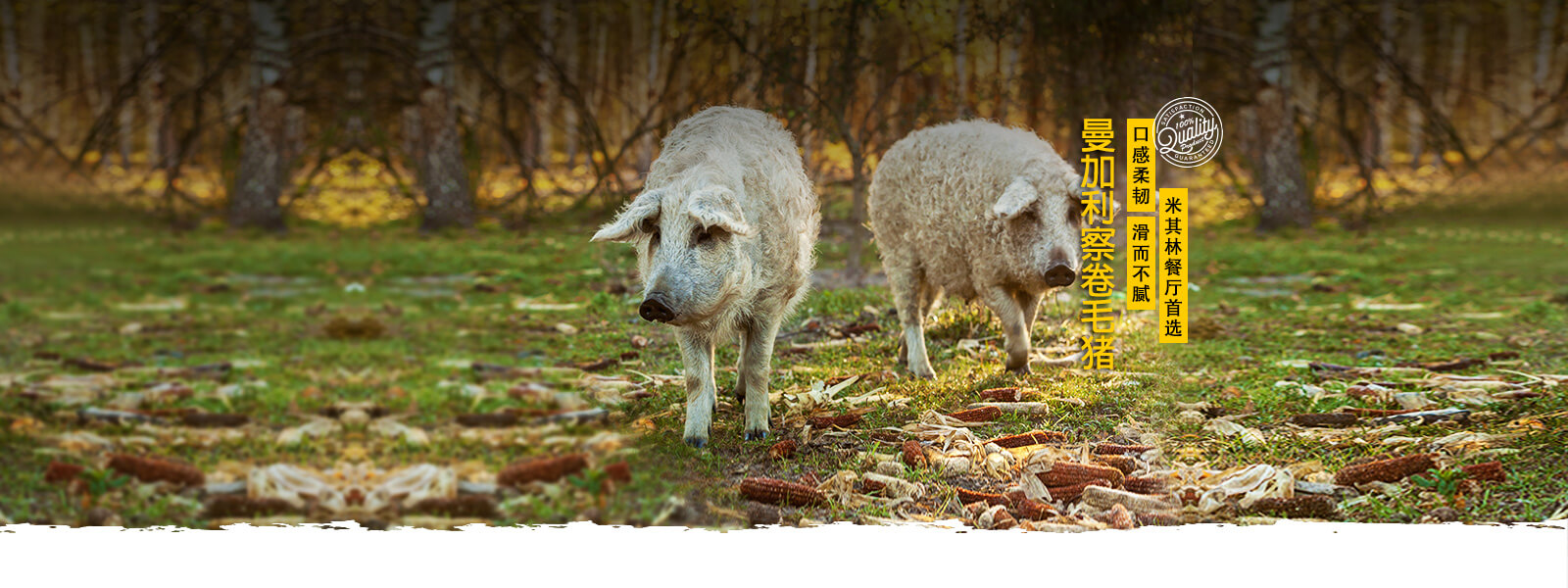 banner2-mangalitsa