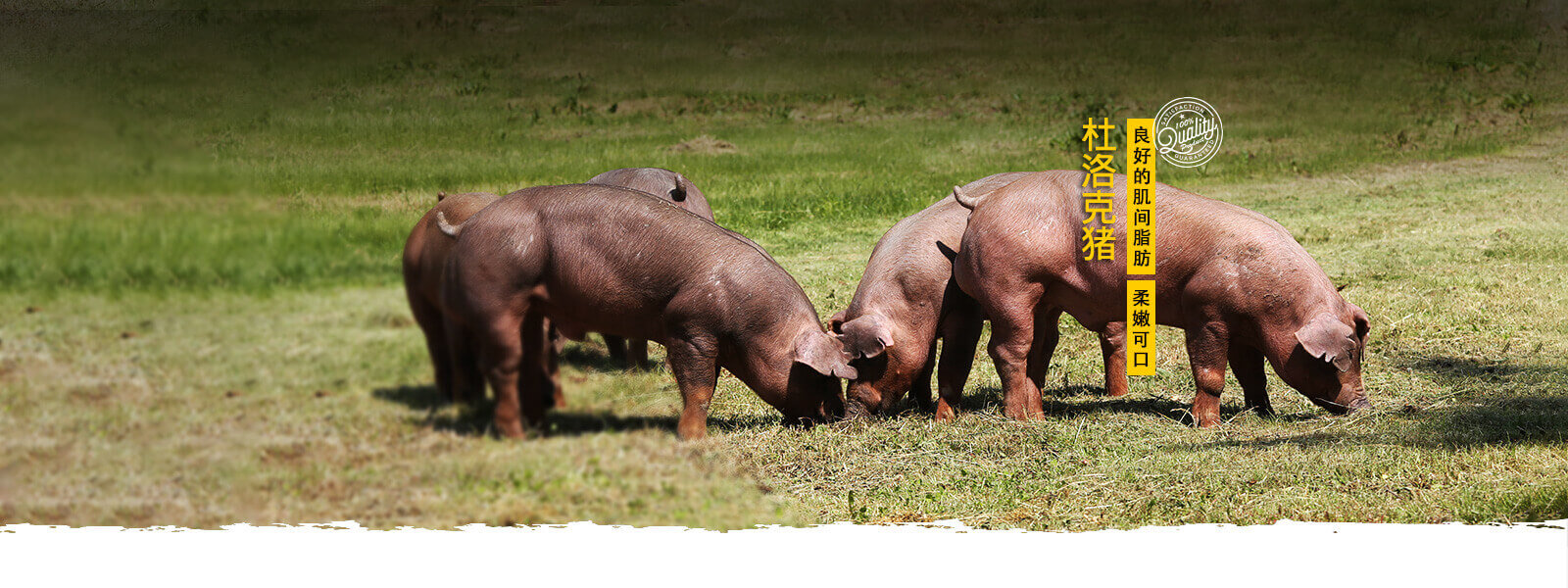 breed-duroc