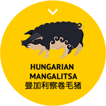 icon-hungarian-manglitsa-revised